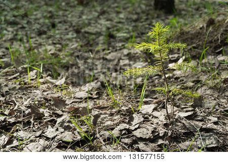 Young Fir Tree In Spring Forest