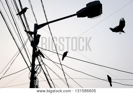 Street lamp and flying crows silhouette Kolkata India