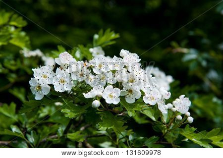 Blossoming hawthorn or maythorn Crataegus flowers and leaves close-up