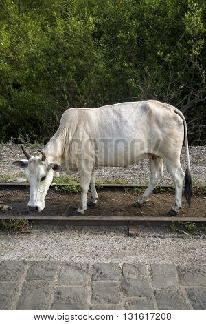 Cow at the Elephanta Island Mumbai India
