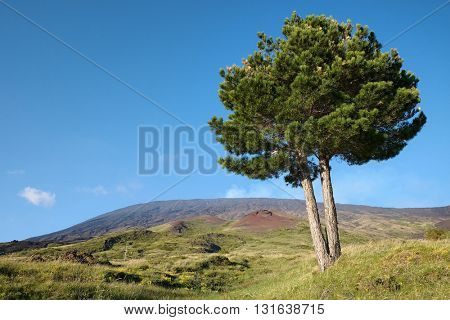 Etna Park lone pine against blue sky, Sicily