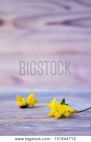 Bouquet of yellow lathyrus. Macro close-up photo with soft focus bouquet of lathyrus flowers. Rustic colored beautiful wooden background