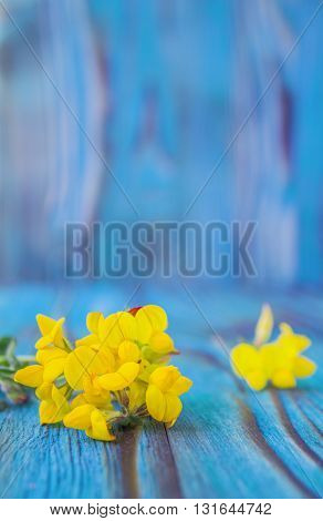 Bouquet of yellow lathyrus. Macro close-up photo with soft focus bouquet of lathyrus flowers. Rustic colored beautiful wooden background