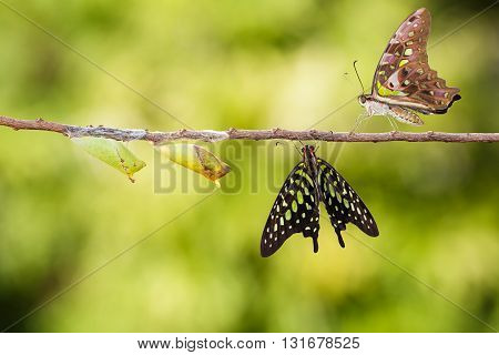 Isolated tailed jay butterfly with chrysalis and mature on white with clipping path
