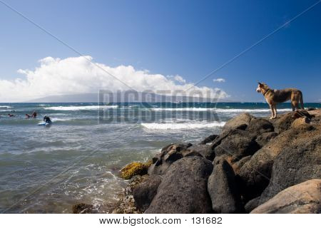 Watching Dog