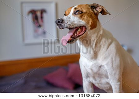 NORRRKOPING, SWEDEN - MAY 11, 2016: Danish Swedish Farmdog posing in front of his portrait in Norrkoping. This breed, which originates from Denmark and southern Sweden is lively and friendly.