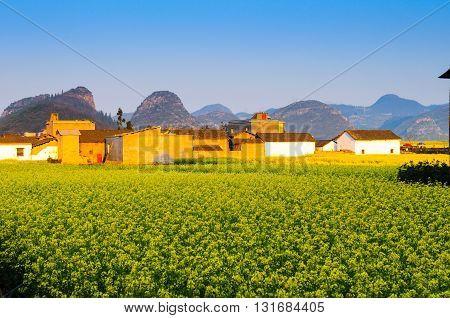 Yellow rapeseed flower field in Luoping, China