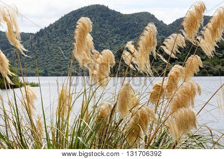 Close up of feathered reed grass on lake in Rotorua New Zealand