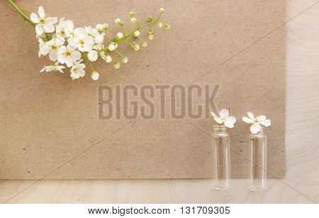 Flowers bird-cherry with blank sheet of old paper. Bird-cherry flowers in small bottles. Photo for label, calendar, posters, wallpapers, mock-ups. Vintage cardboard.