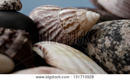 the big cockleshell, is a lot of sea cockleshells, a gray-blue background, cockleshells of various forms and shades