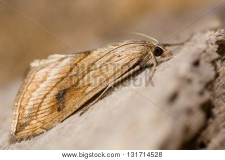 Garden pebble moth (Evergestis forficalis). Insect in the family Crambidae showing distinctive resting posture holding wings in steep tent-like position