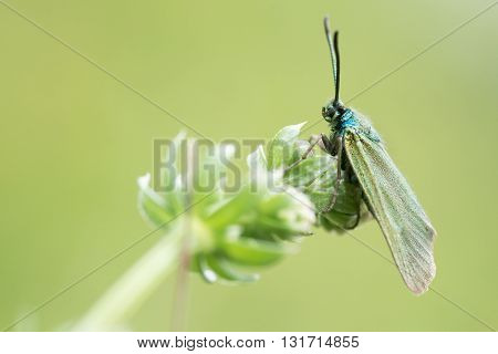 Cistus forester moth (Adscita geryon). Iridescent green moth in the family Zygaenidae at rest in a British calcareous meadow