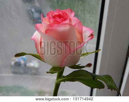 A bouquet of flowers on the windowsill nature