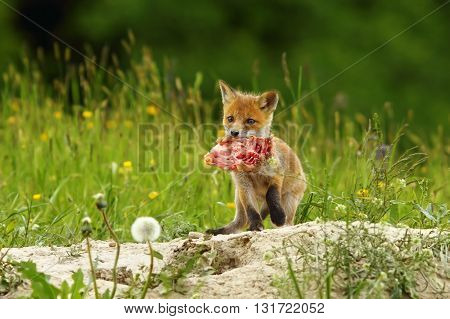 cute red fox cub has stolen chicken piece of meat ( Vulpes vulpes )