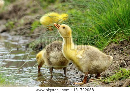 cute yellow gosling drinking water from a pond