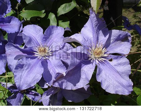 Clematis 'Kamila' two purple big flowers .