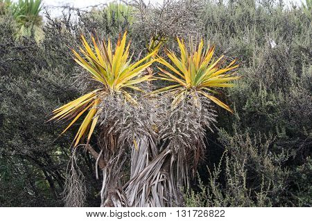cabbage tree or ti tree from the palm tree family found in New Zealand wetlands.