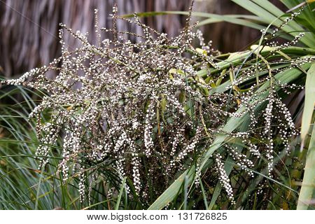 fruits from the cabbage tree or ti tree from the palm tree family found in New Zealand wetlands.