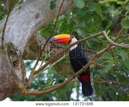 Colorful tucan in the wild