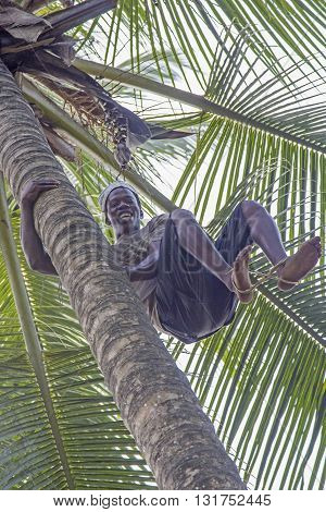 ZANZIBAR TANZANIA - JUNE 18: a man climbs with bare feet a coconut palm tree to gather the ripe coconuts on June 18 2013 in Zanzibar. They use a rope between bare feet to climb smooth trunk of palms