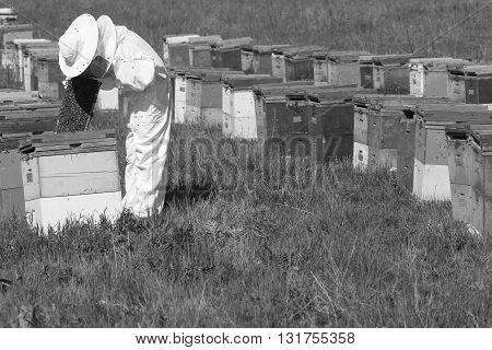 horizontal side view of a beekeeper in a ehite protection suit checking the honey comb in the hive