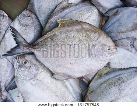 Black pomfret fresh fish in the market.