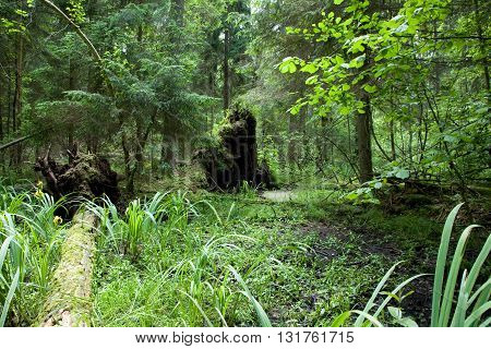 Marshy natural coniferous stand with Sweet Flag in foreground and broken almost declined trees in background, Bialowieza Forest, Poland, Europe