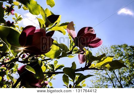 Spring flowering tree beautiful with wonderful flavor and bright large flowers