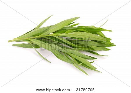Tarragon Herbs Close Up Isolated On White