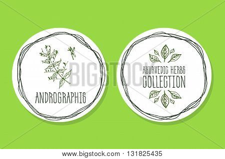 Ayurvedic Herb Collection. Handdrawn Illustration - Health and Nature Set. Natural Supplements. Ayurvedic Herb Label with Andrographis