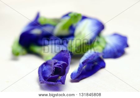 Butterfly pea or Blue pea flowers (Science name Clitoria ternatea L. other names are Orchid Station Orchid travel) isolated on white background