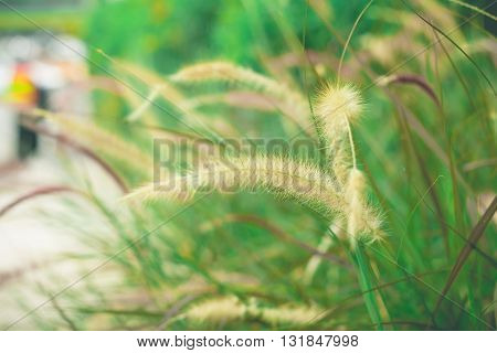 Flower grass in the garden. Flower grass. Flower grass with blurred background.(vintage effect)
