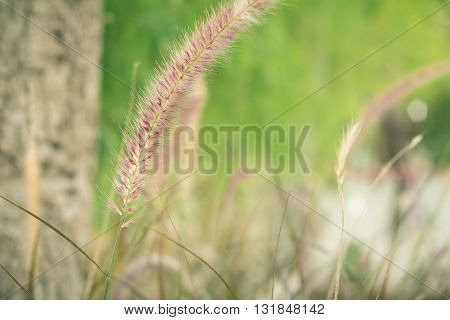 Flower grass in the garden. Flower grass. Flower grass with blurred background.(vintage effect)