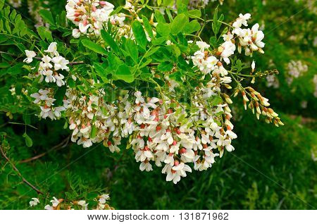A flowers and green leaves of acacia