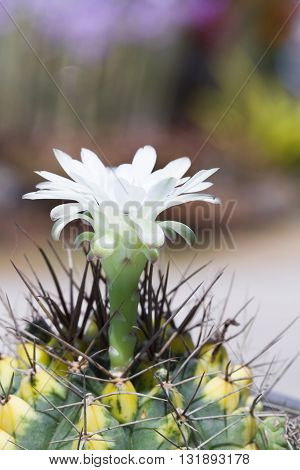 Cactus Flower white background blur in Thailand