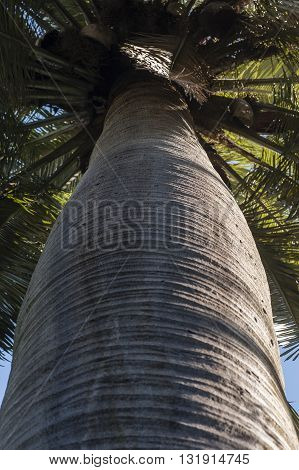 Tree Trunk detail of Jubaea chilensis Chilean wine palm Chile cocopalm.