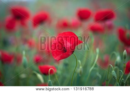 Poopy, Macro photo of opened with red poppies in the spring
