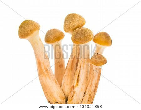 edible mushrooms honey isolated on white background