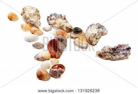 Seashells Isolated On White Background
