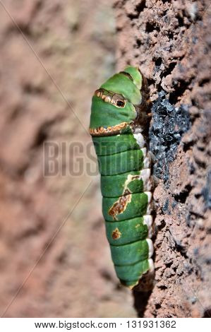 Close up of green Citrus Swallowtail Caterpillar