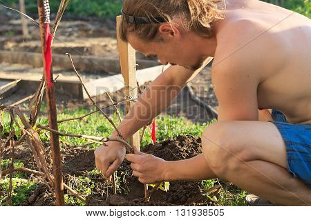 Young farmer harvesting grape vine and breeding it