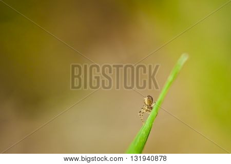 Macro photography of little spider on a grass