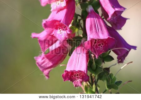 Blooming pink bell flower in summer garden