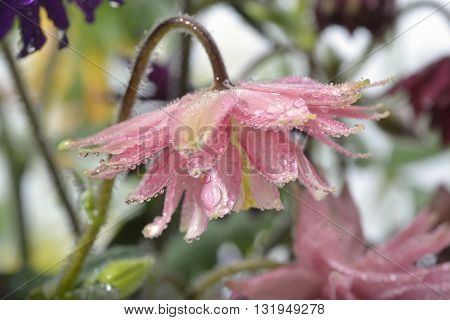 Closeup Pink Knautia In Garden