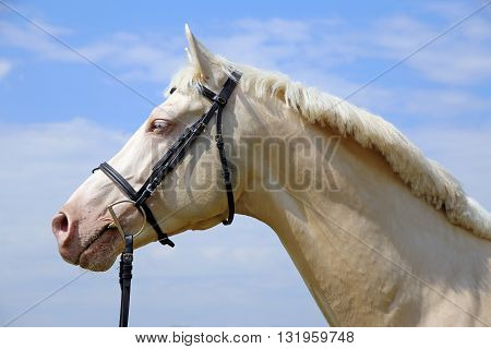 Side view portrait of a young cremello stallion