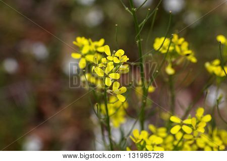Flowers of Erysimum crepidifolium a poisonous plant from Central Europe.