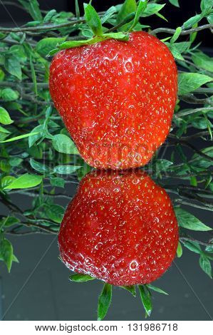Very red strawberry slept on an ice with a reflection and a house plant.