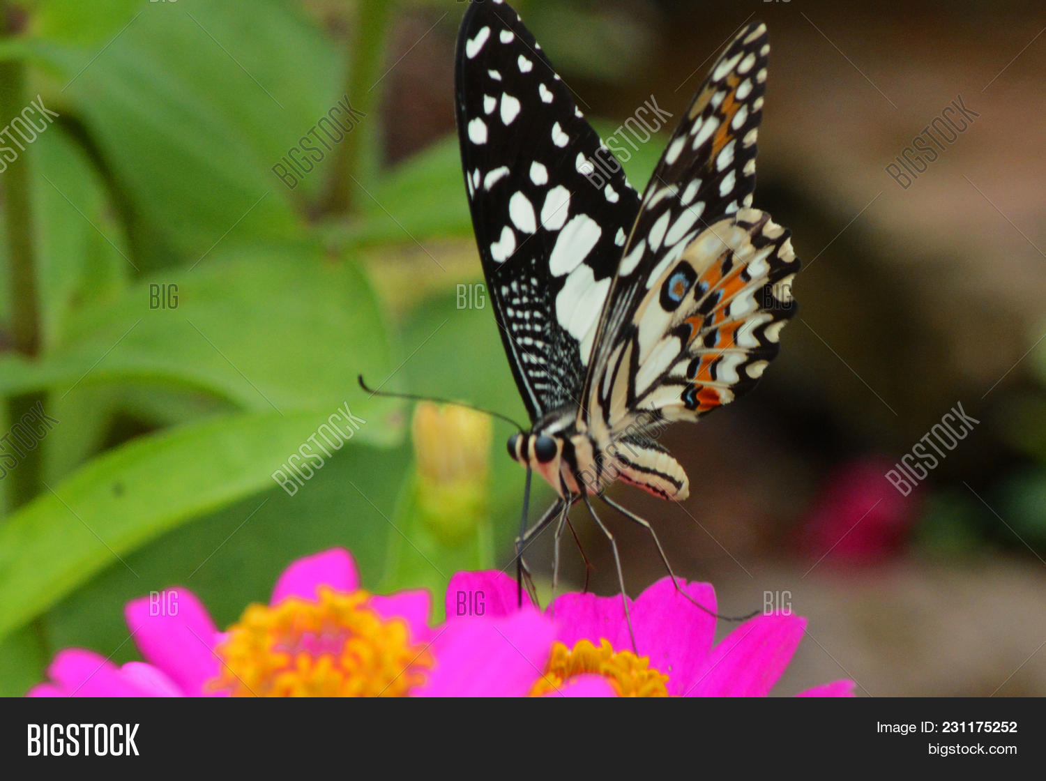 Close . Beautiful Image & Photo (Free Trial) Bigstock
