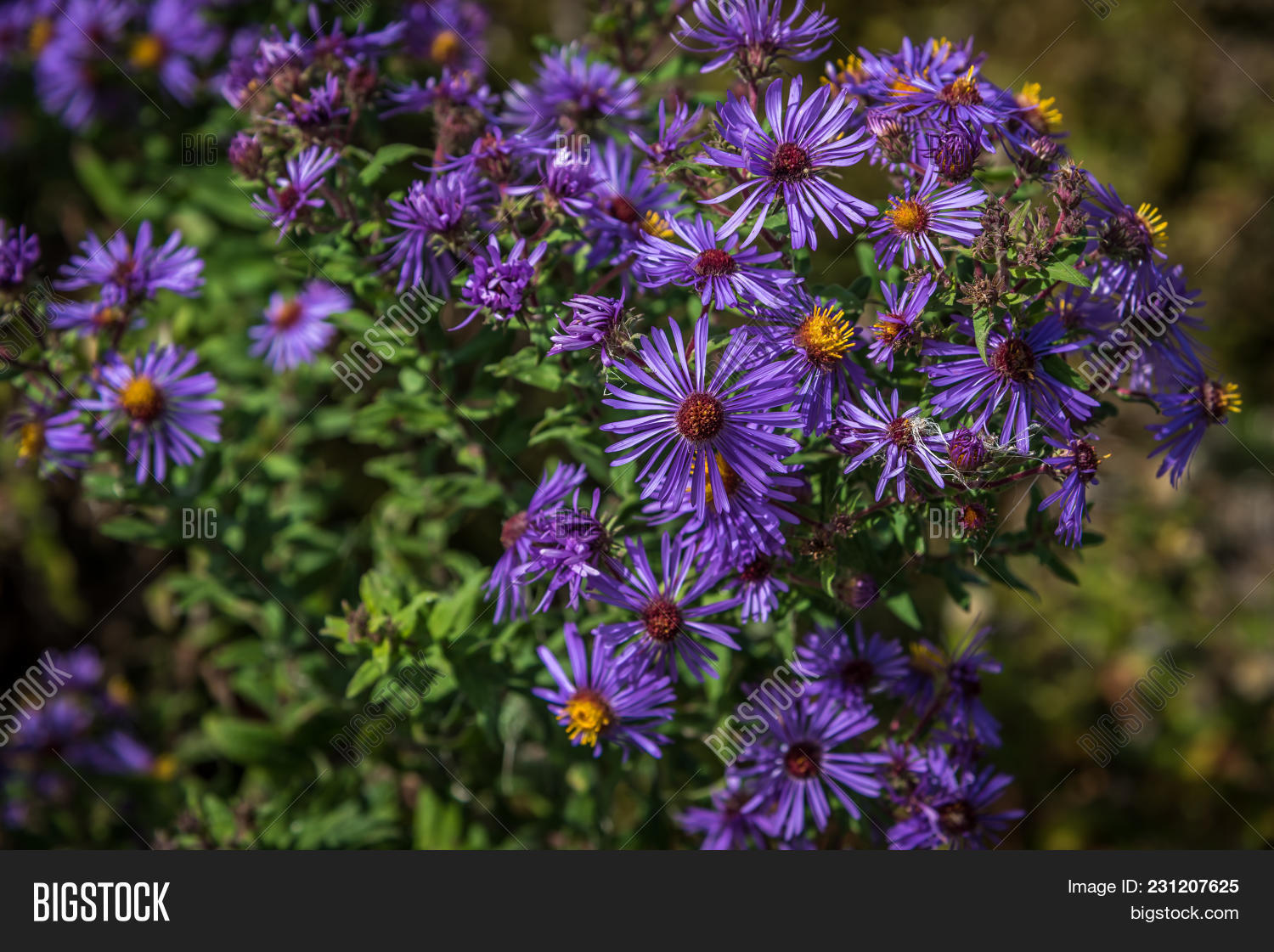 Purple Wild Flowers. Image & Photo (Free Trial) Bigstock