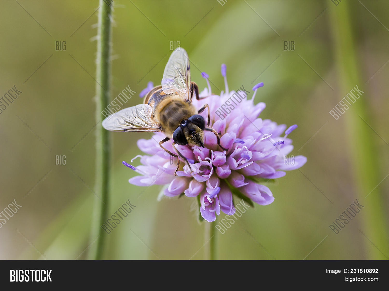 Striped Fly Looks Like Image Photo Free Trial Bigstock